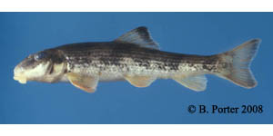 Alabama hog sucker Species Photo