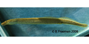 mountain brook lamprey Species Photo