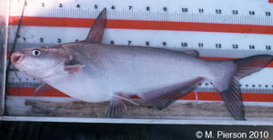 blue catfish Species Photo