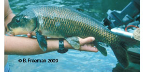 smallmouth buffalo Species Photo