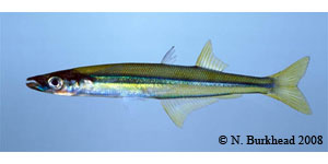 brook silverside Species Photo
