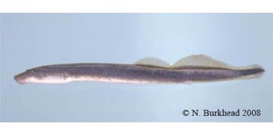 least brook lamprey Species Photo