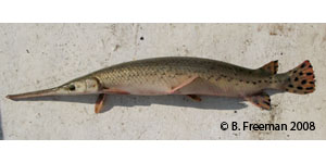 longnose gar Species Photo