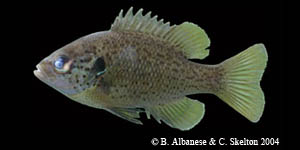 spotted sunfish integrade Species Photo