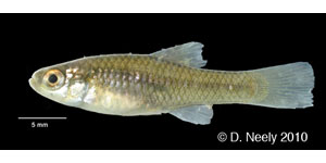 rainwater killifish Species Photo