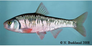 striped shiner Species Photo