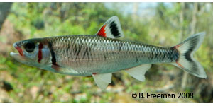 warpaint shiner Species Photo