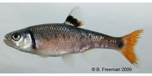 bandfin shiner Species Photo