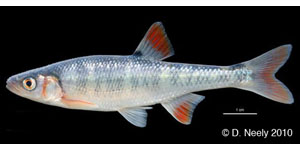 scarlet shiner Species Photo