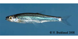 mountain shiner Species Photo