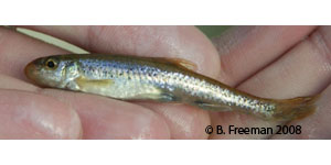 "Coosa" chub (fall line chub complex) Species Photo