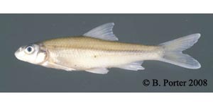 silver chub Species Photo