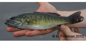 shoal bass Species Photo
