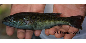 redeye bass Species Photo