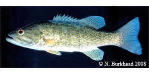 smallmouth bass Species Photo