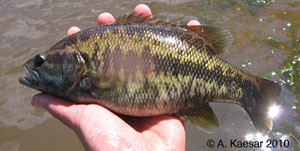 Suwannee bass Species Photo