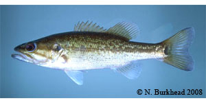 spotted bass Species Photo