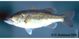 largemouth bass Species Photo