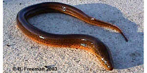 swamp eel Species Photo