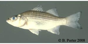 white bass Species Photo
