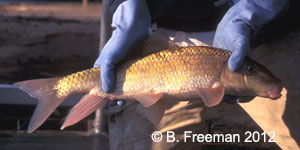 notchlip redhorse Species Photo