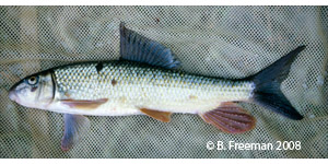 black redhorse Species Photo