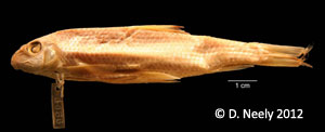 harelip sucker Species Photo