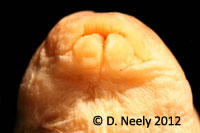 Lips of a preserved Harelip sucker