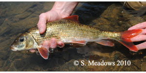 blacktail redhorse Species Photo