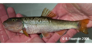 river chub Species Photo