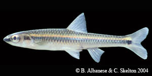 burrhead shiner Species Photo