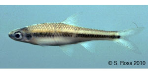 ironcolor shiner Species Photo