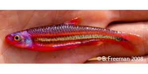 rainbow shiner Species Photo