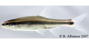 redeye chub Species Photo