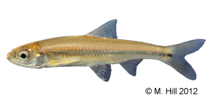 spottail shiner Species Photo