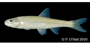 highscale shiner Species Photo