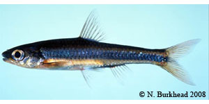 coastal shiner Species Photo
