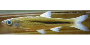 sandbar shiner Species Photo