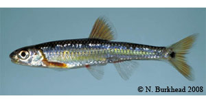 mirror shiner Species Photo