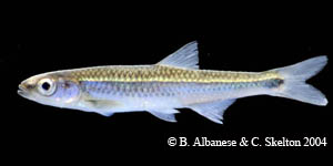 silverstripe shiner Species Photo