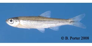 telescope shiner Species Photo