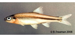 mimic shiner Species Photo