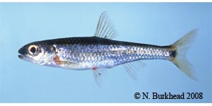 Coosa shiner Species Photo