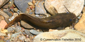 mountain madtom Species Photo