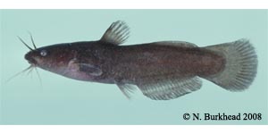 black madtom Species Photo