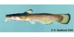 margined madtom Species Photo