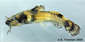 Coosa madtom Species Photo