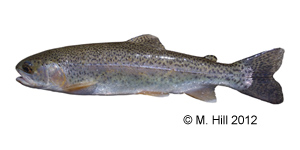 rainbow trout Species Photo