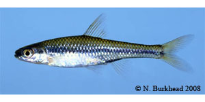 pugnose minnow Species Photo