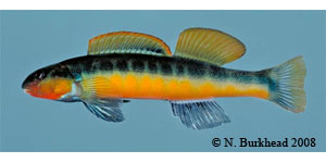 tangerine darter Species Photo